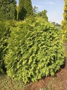 Golden Globe Arborvitae
