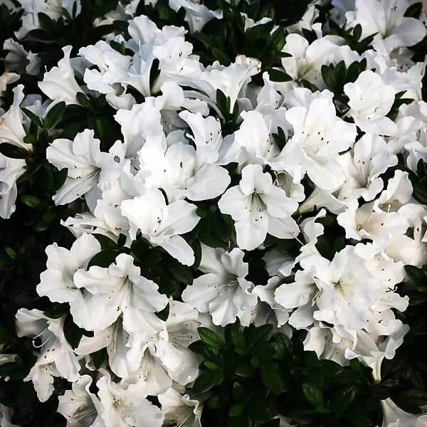 Bloom-A-Thon White Reblooming Azalea - 3 Gallon Container