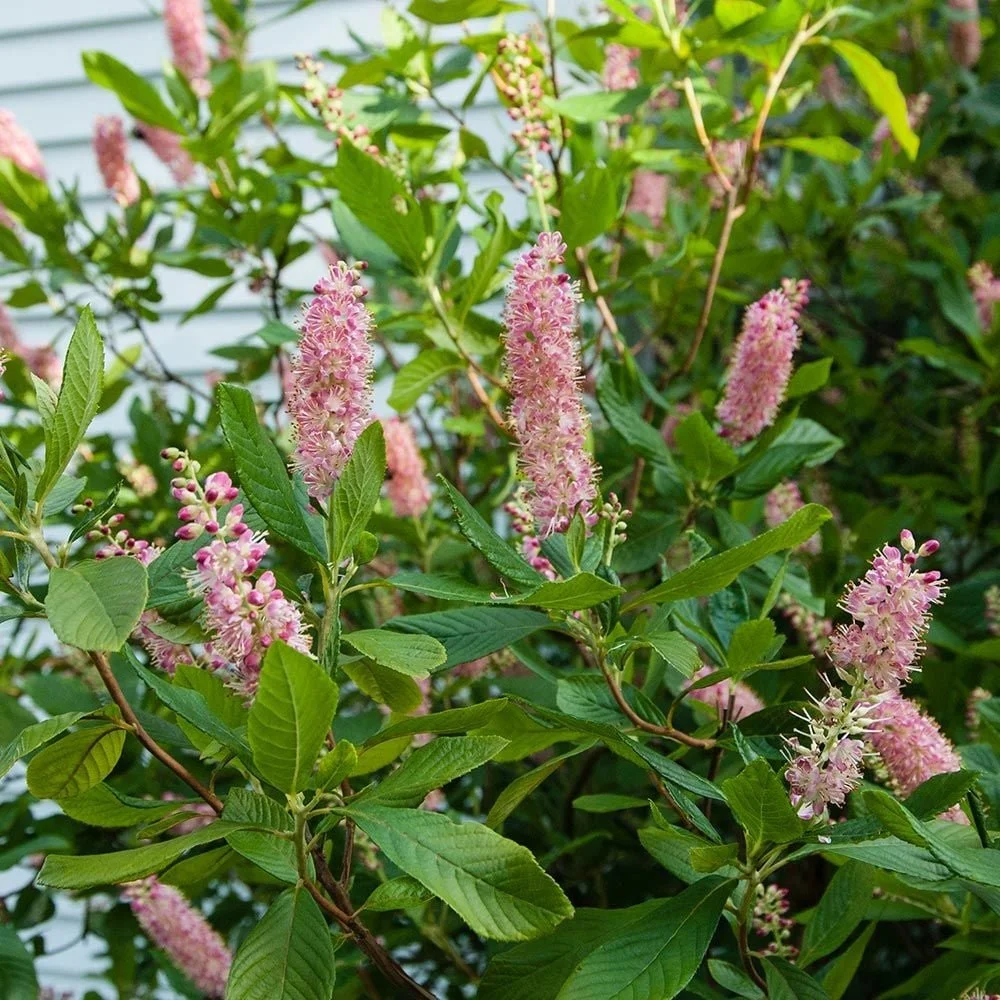 Ruby Spice Summersweet Clethra