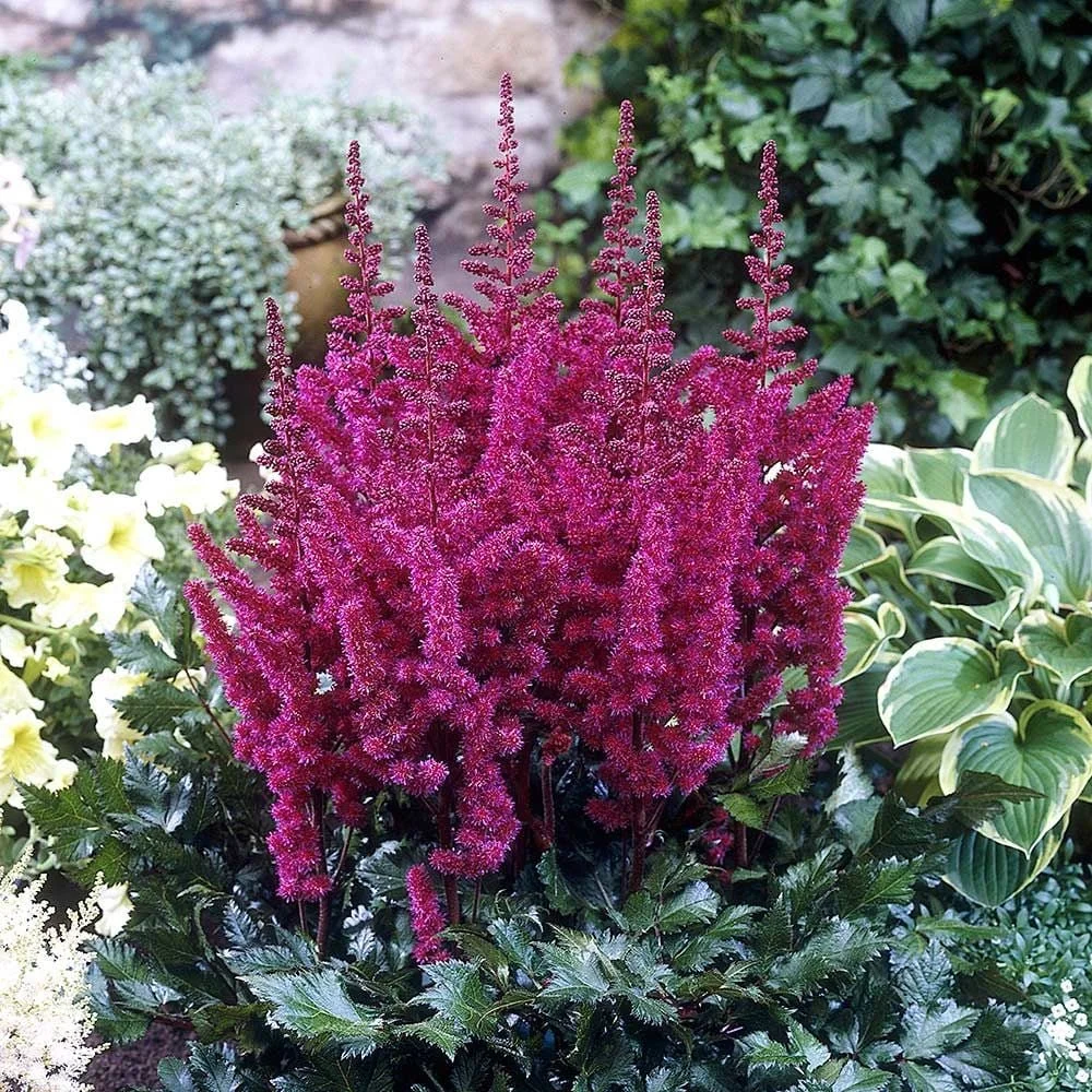 Vision in Red Astilbe - 1 Gallon Container
