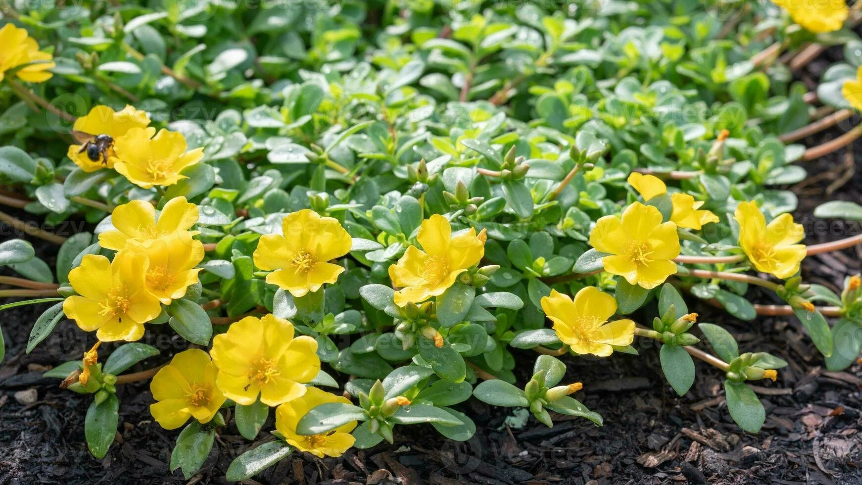 purslane yellow.jpg