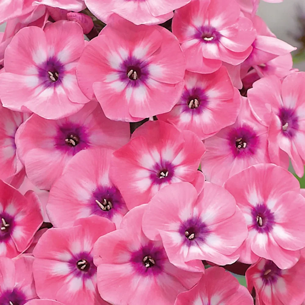 Larissa Garden Phlox - 1 Gallon Container