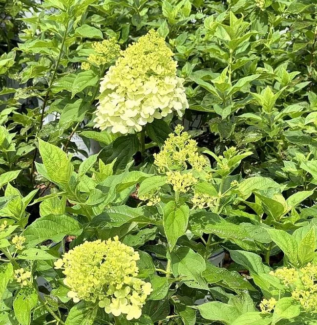Hydrangea_Limelight.jpg