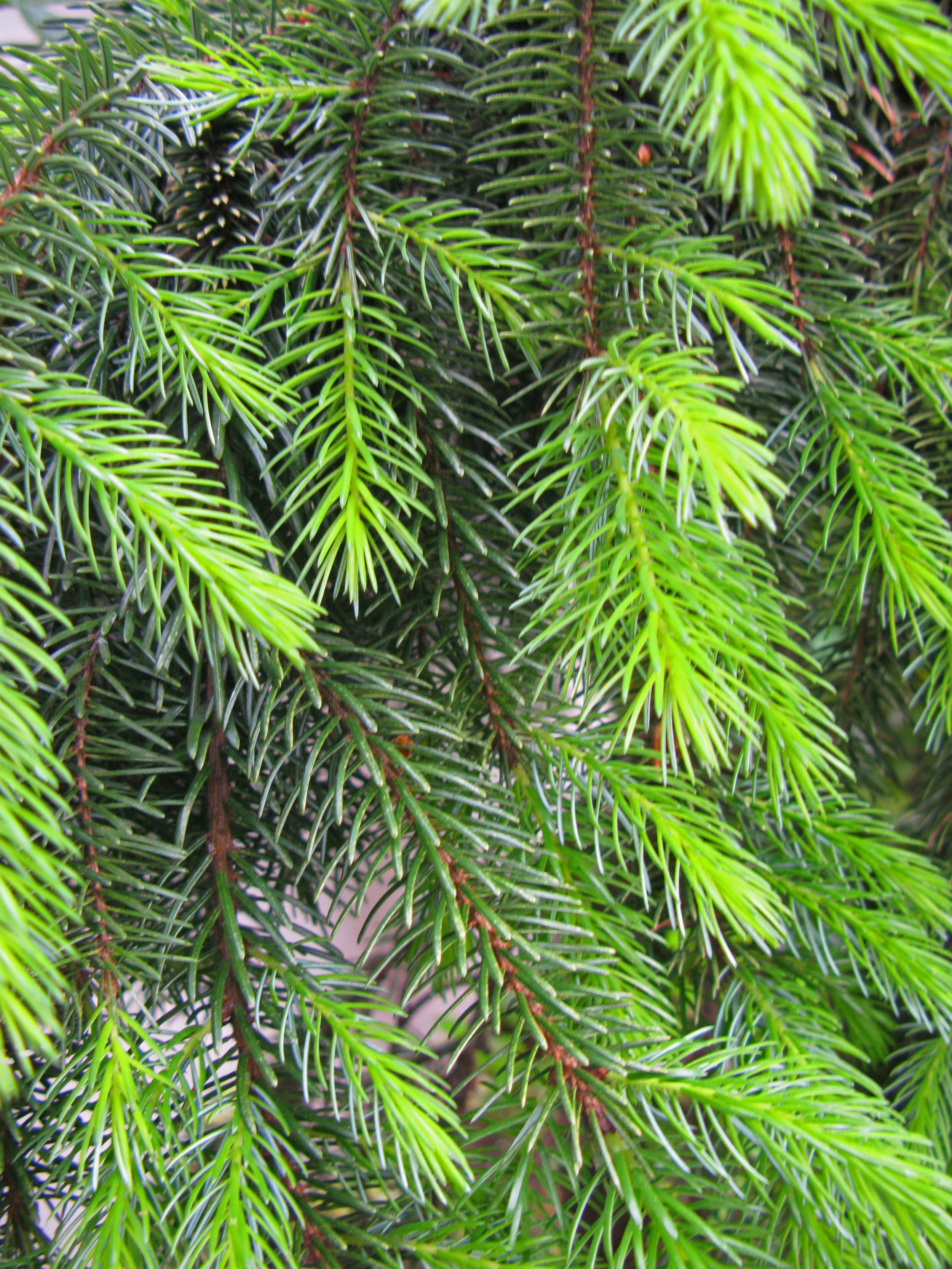 Bruns Weeping Serbian Spruce - 6 - 7 foot