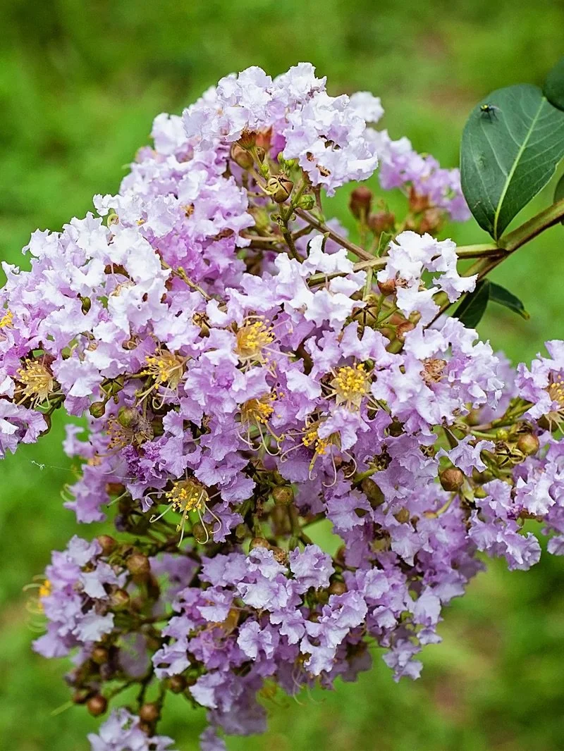 Muskogee Crape Myrtle - 15 Gallon Container
