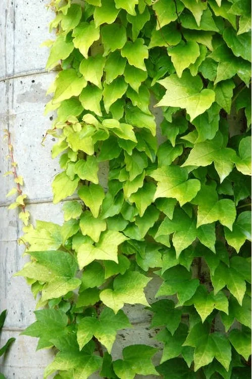 Boston Ivy.jpg