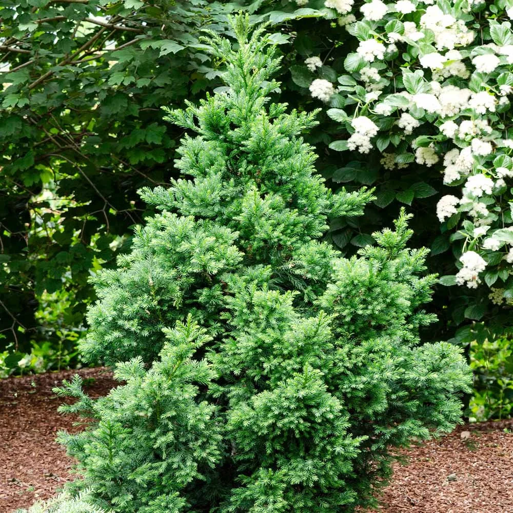 Black Dragon Japanese Cedar, Cryptomeria - 5 Gallon Container