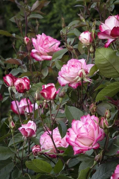 Grace N' Grit Pink Shrub Rose