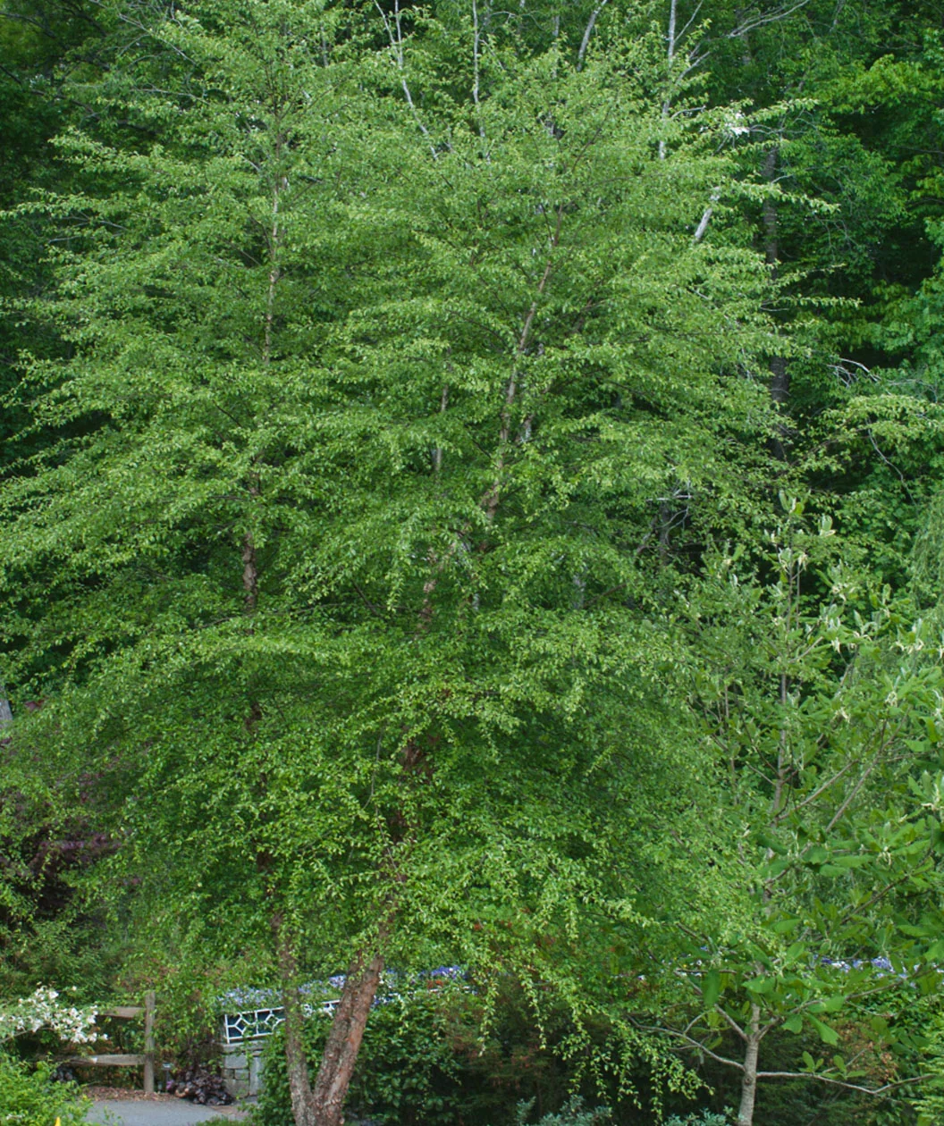 Betulanigra1.jpg.webp