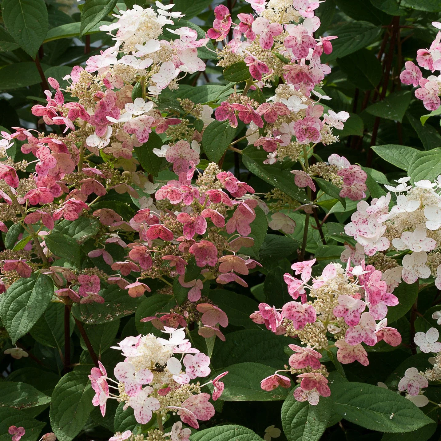 HYDRANGEA_QUICK_FIRE_PANICLE_HYDRANGEA_PW_HYDQF_01.jpg