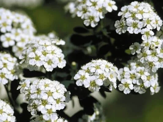 Yeti Japanese Spirea - 5 Gallon Container