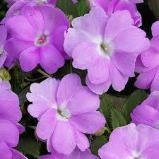Sunpatiens Orchid - Ten 4.5 inch Containers