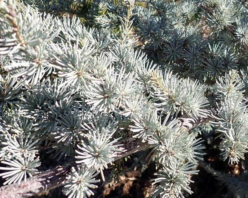 Horstmann Blue Atlas Cedar