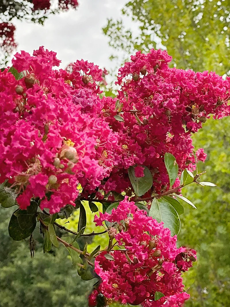 Tuscarora Crape Myrtle - 15 Gallon Container