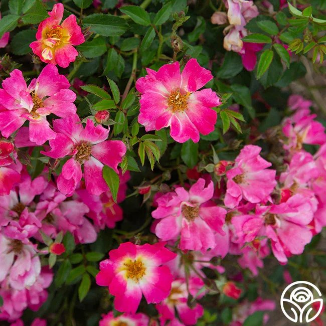 Pink Drift Groundcover Rose - 3 Gallon Container