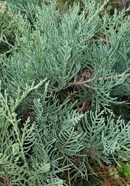 Grey Owl Juniper