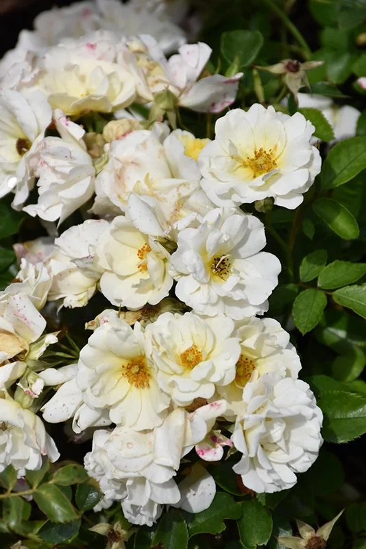 White Drift Groundcover Rose - 3 Gallon Container