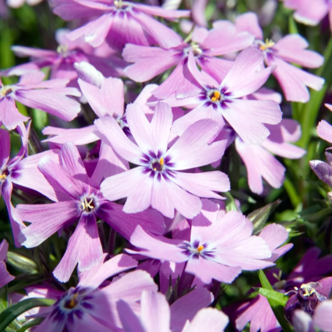 Purple Beauty Creeping Phlox - 1 Gallon Container
