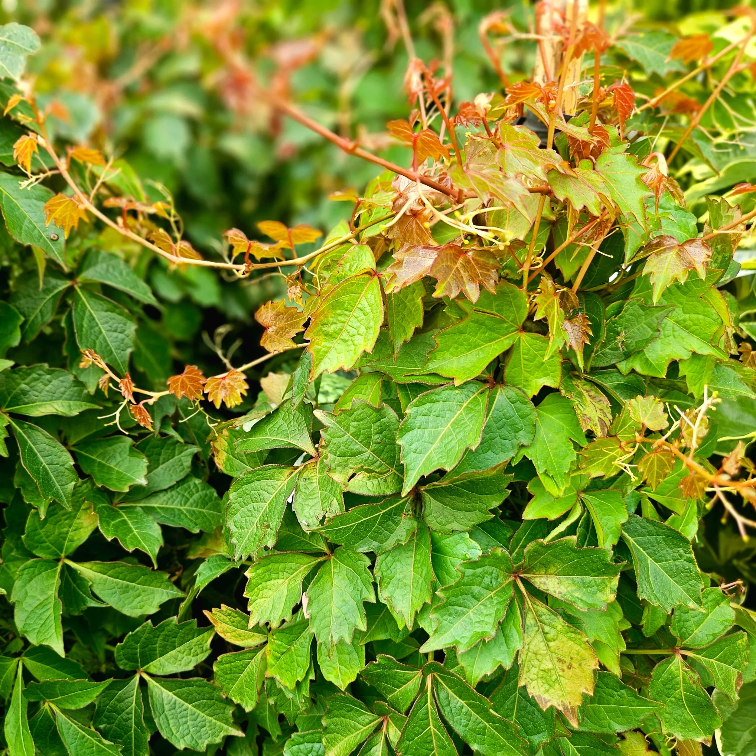 GRLBOSTONIVY2_1.jpg.webp