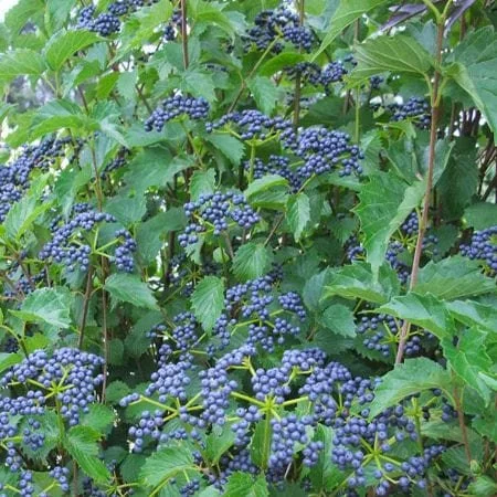 Viburnum-blue-muffin.jpg