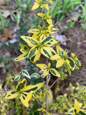 Twist of Lime Abelia - 3 Gallon Container