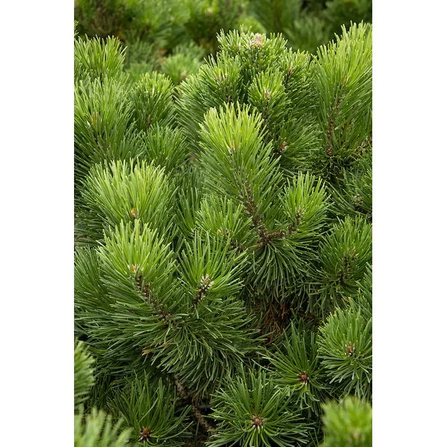 Little Rick Mugo Pine - 5 Gallon Container