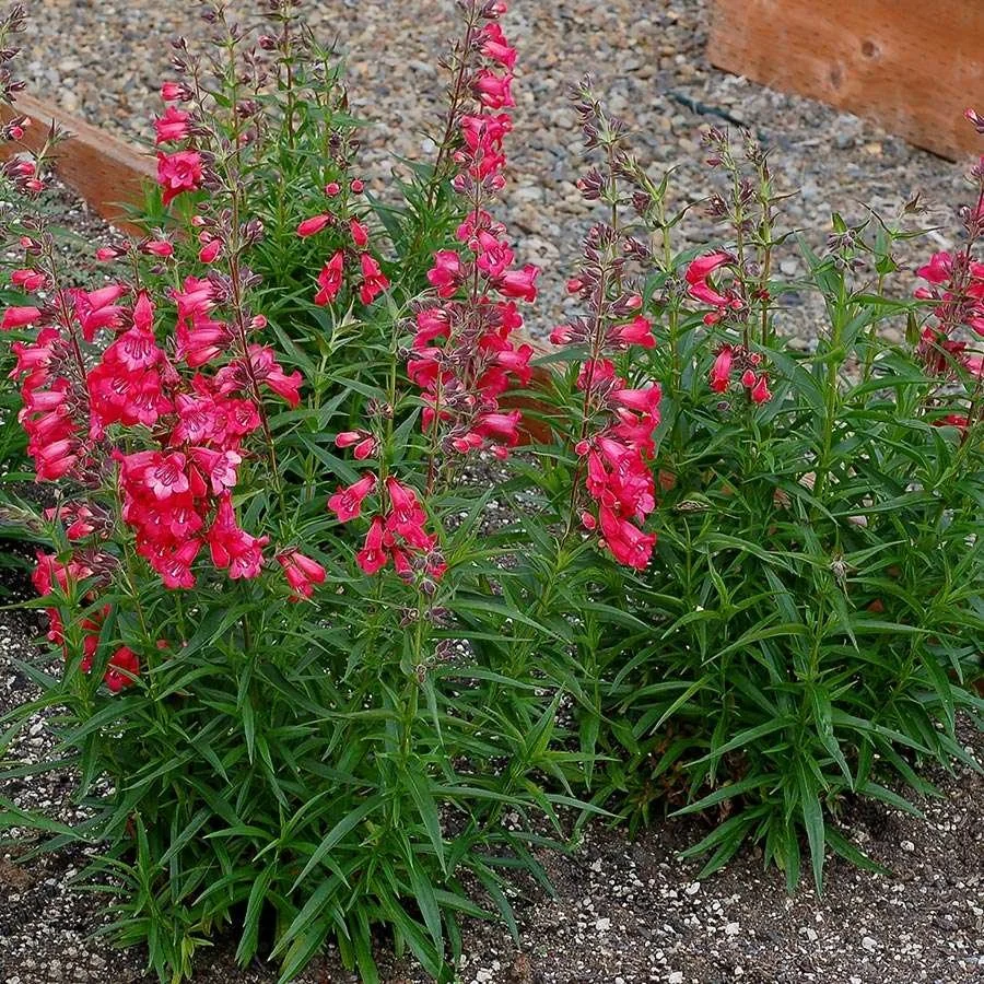 Harlequin Red Penstemon - 1 Gallon Container