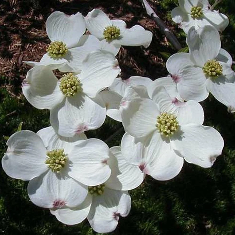 Cornus-florida-Dogwood.jpg