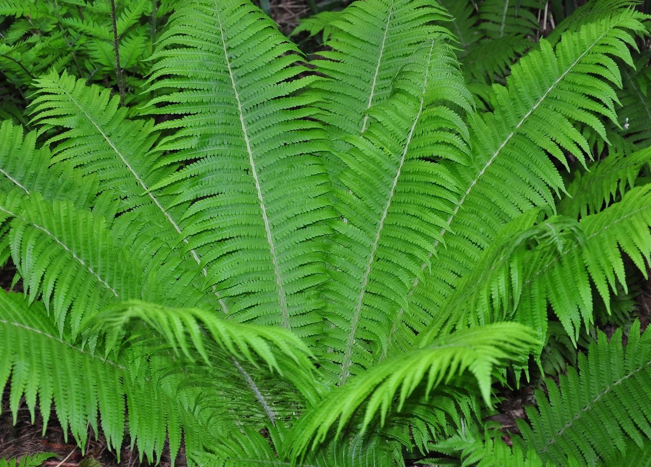 fern ostrich.jpg