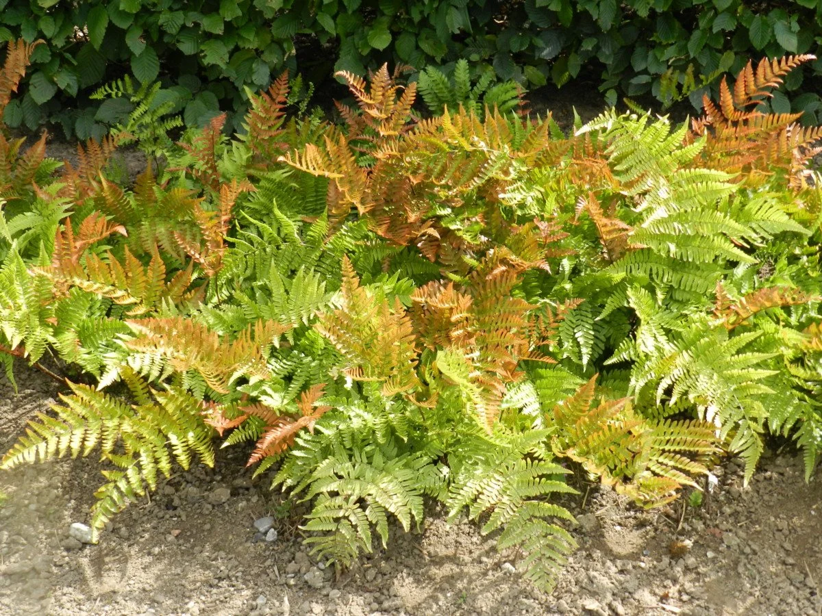 Autumn Fern - 1 Gallon Container