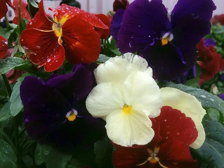 Wine and Cheese Mix - 18 four inch Containers