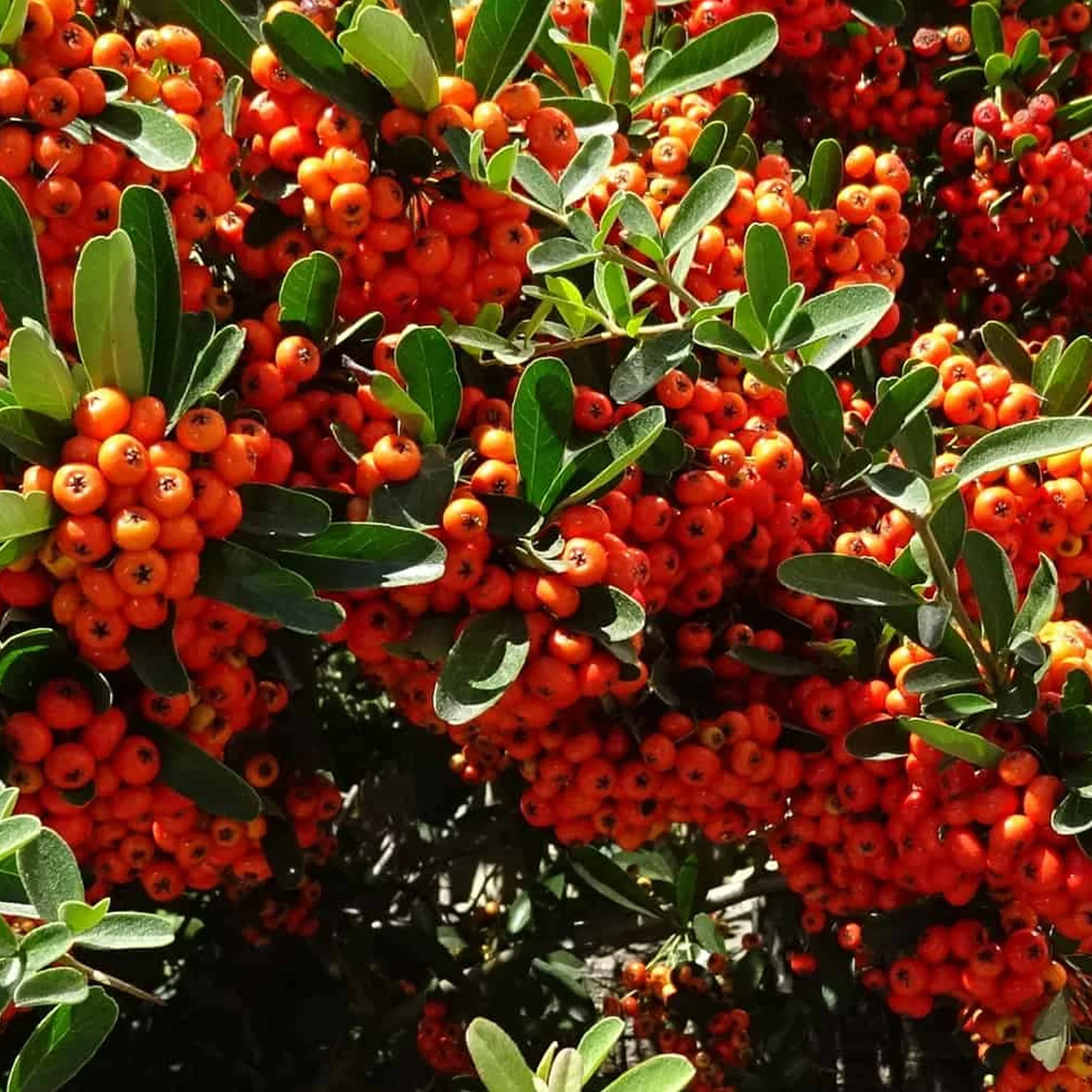pyracantha_20mohave_201_54e6baf0-95db-4cde-acb3-8e78a962924a.jpg.webp