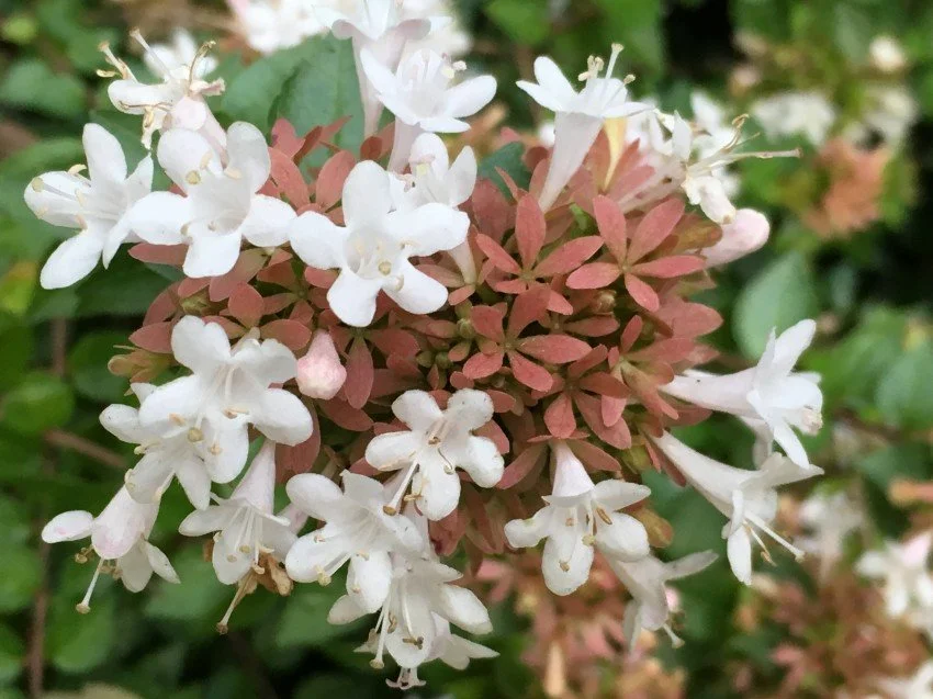 abelia-rose-creek2.jpg