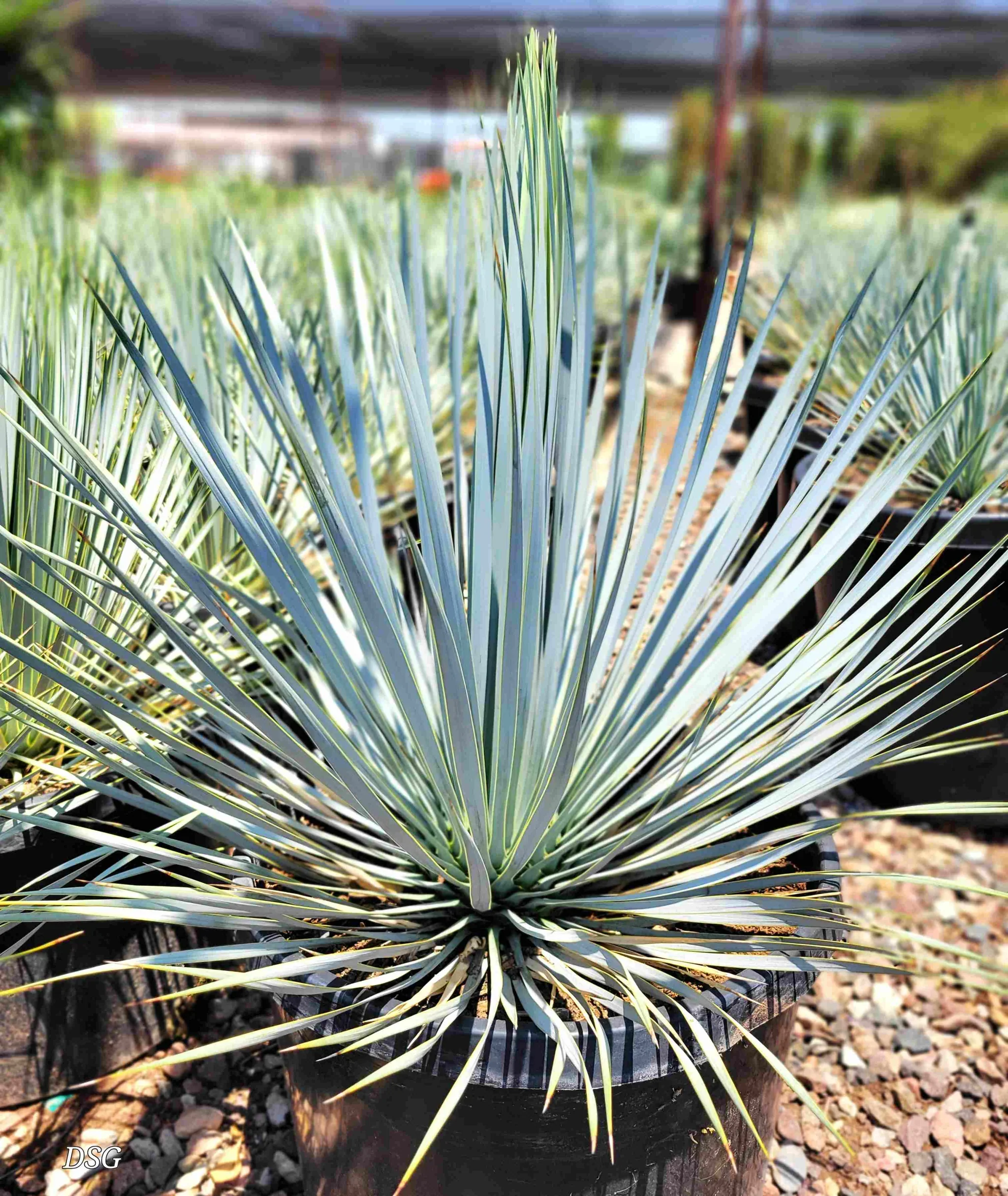 Yucca_rostrata_15gal._HVP_2048x.jpg.webp