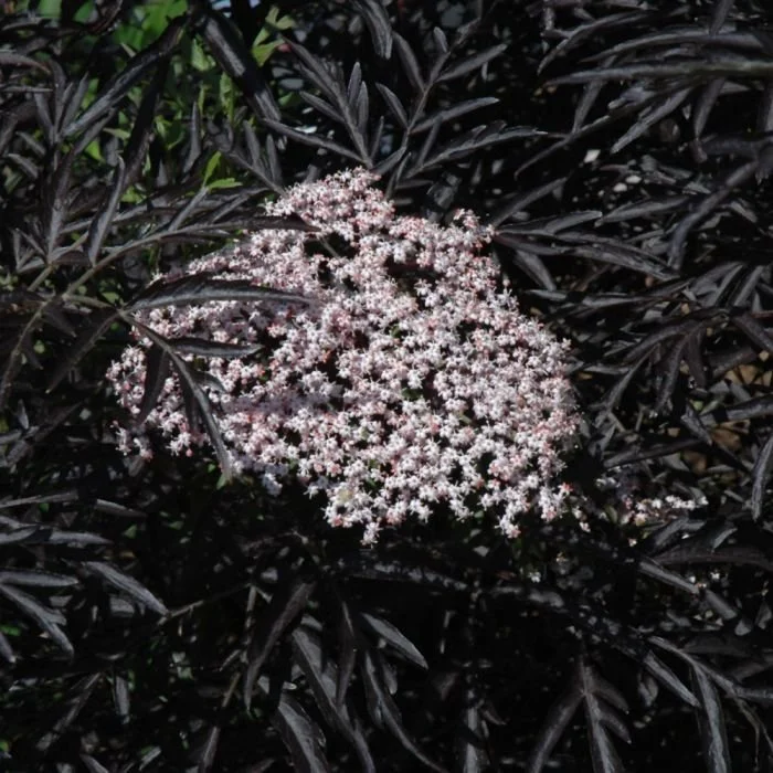 Black Lace Elderberry - 5 Gallon Container