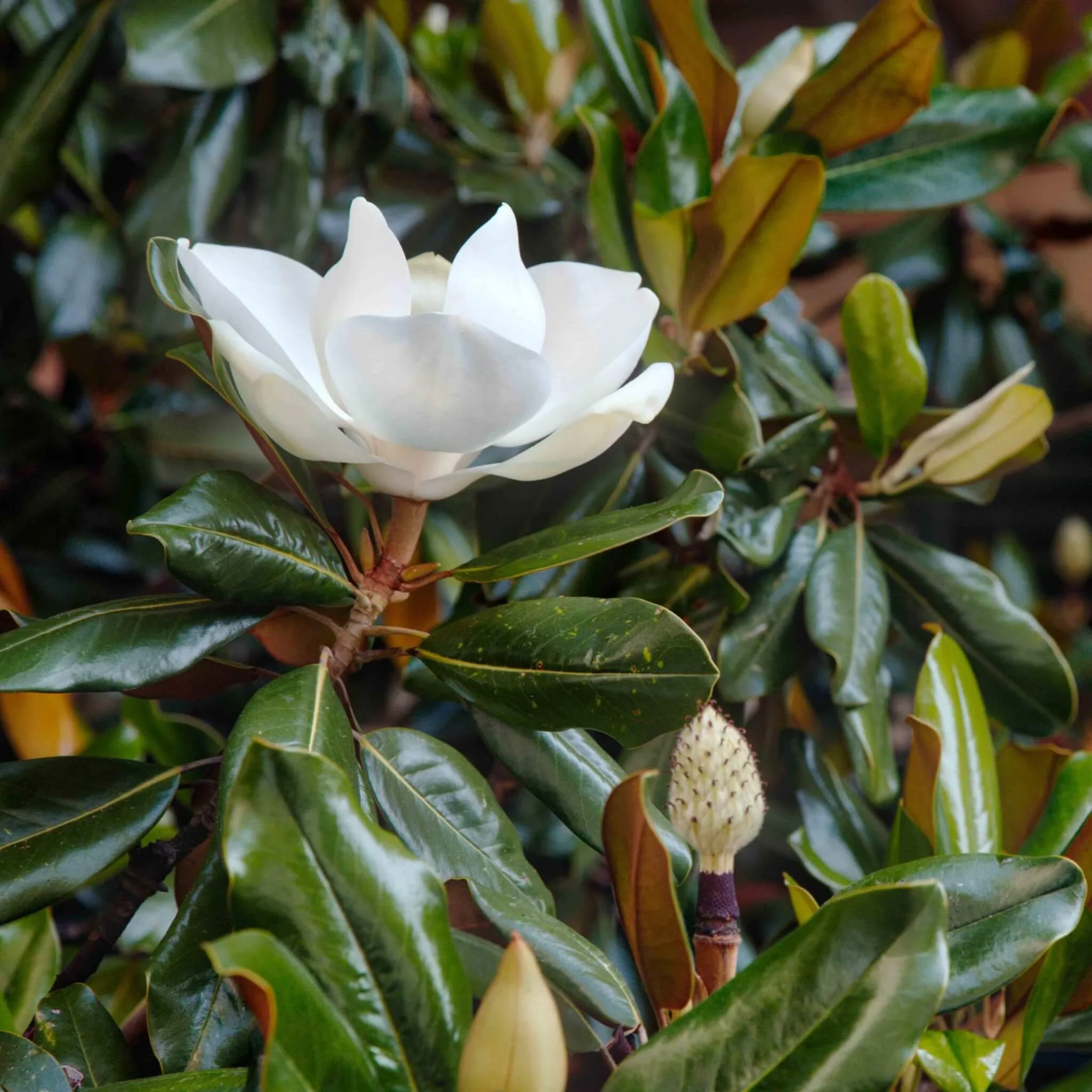 Little-Gem-Dwarf-Southern-Magnolia-scaled.jpg