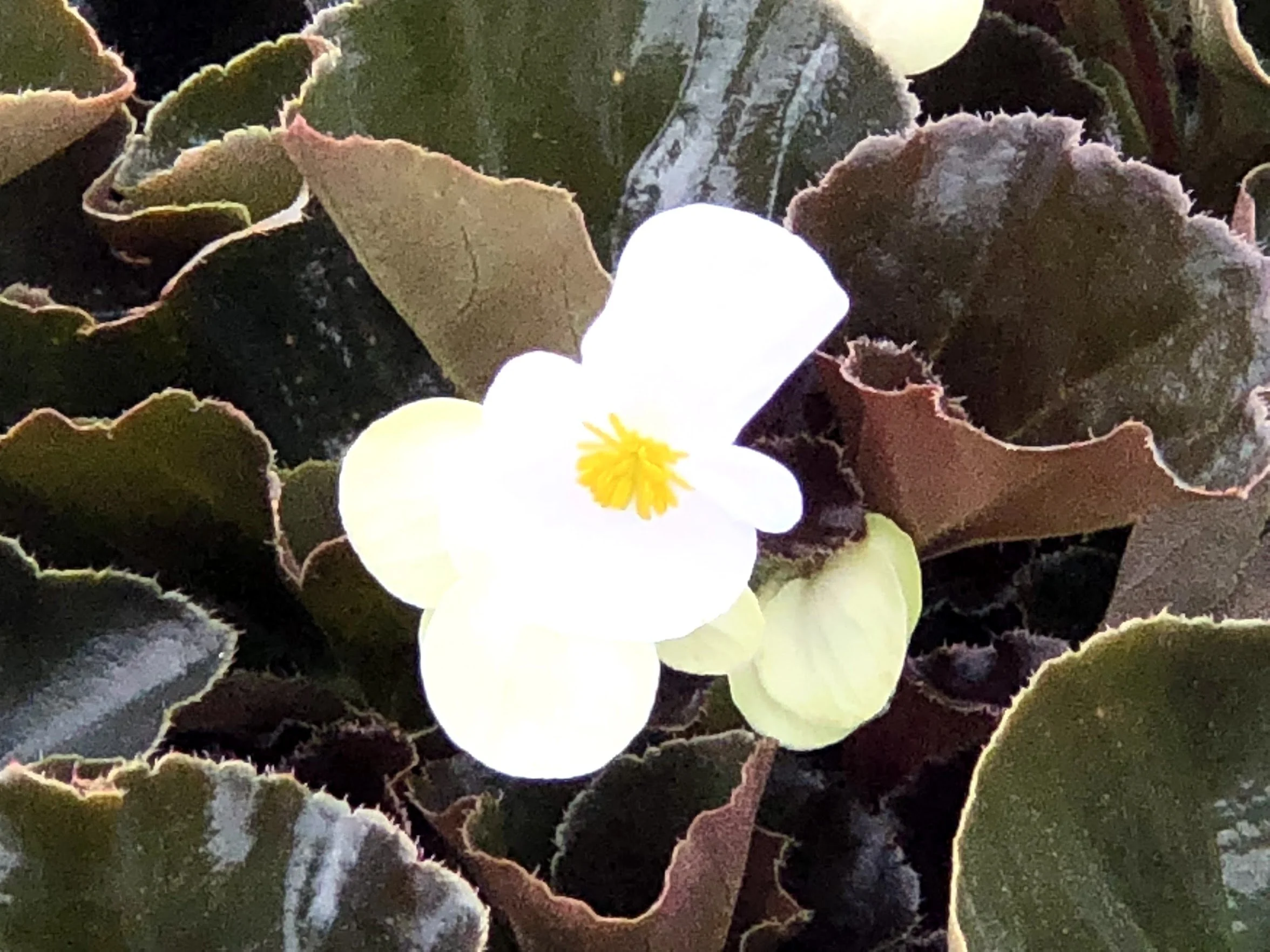 Begonia Bronze Leaf White - 18 four inch containers