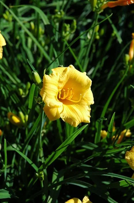 Stella De Oro Dwarf Daylily - 1 Gallon Container