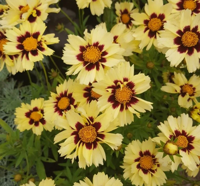 coreopsis-uptick-cream-red-eye2_1.jpg