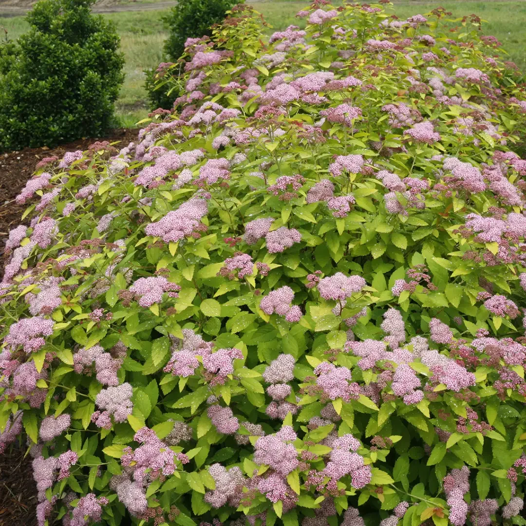 spiraea_20double_20play_20artisan_202_-_28de80_-_104522ea32f2195eb7e347fd6a6e4e8a290effd9.webp