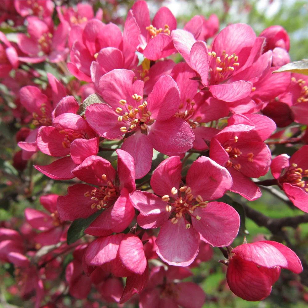 Prairifire_Crabapple_tree_1_FGT.jpg.webp