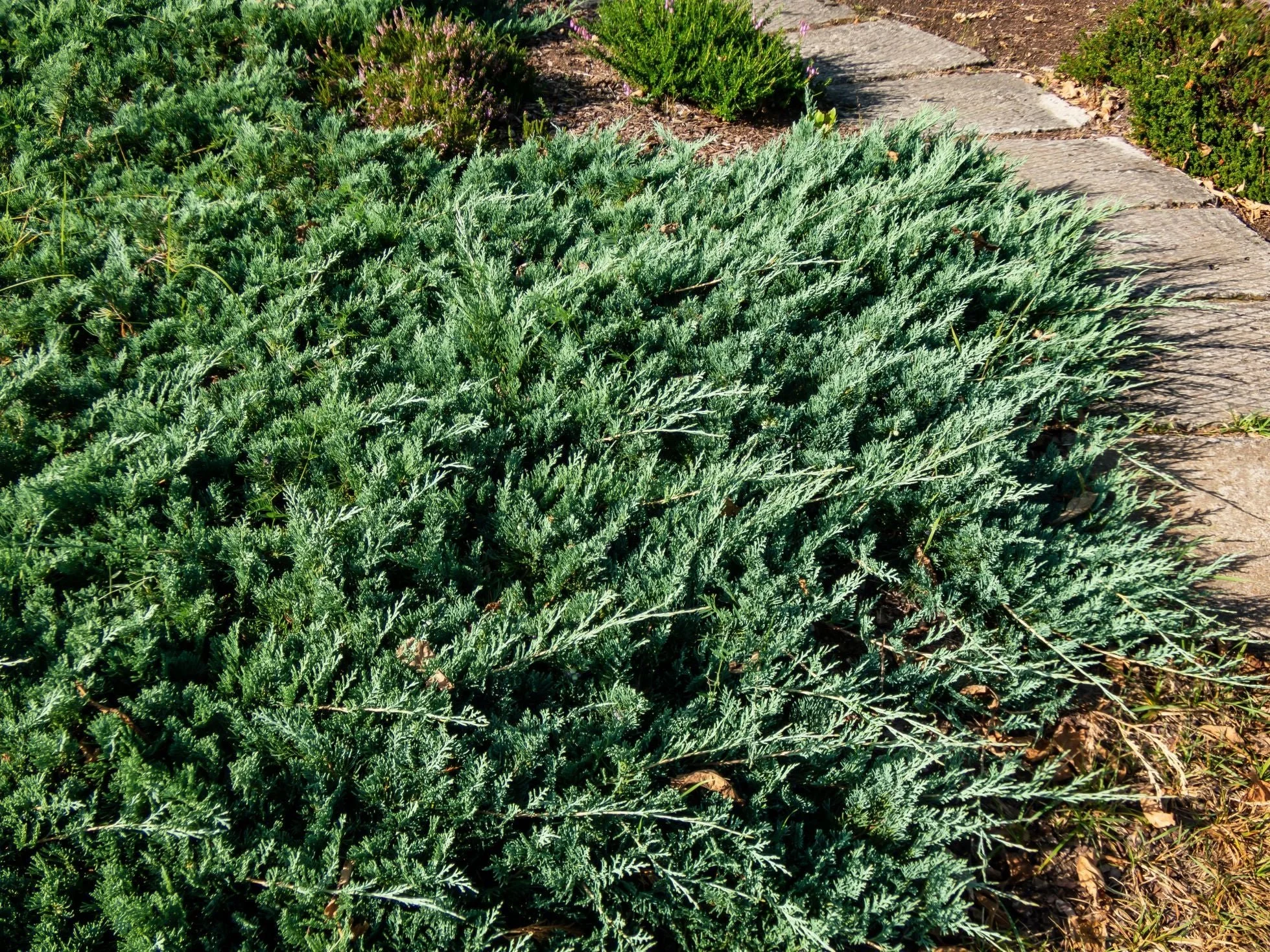 Blue Pacific Shore Juniper - 3 Gallon Container