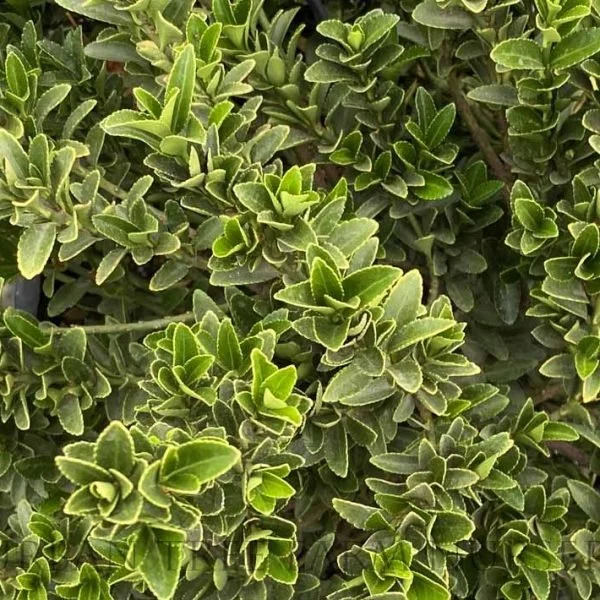 Euonymus-japonicus-Microphyllus-b-600x600.jpg