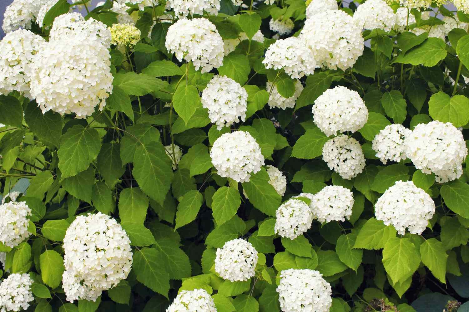 Annabelle Hydrangea