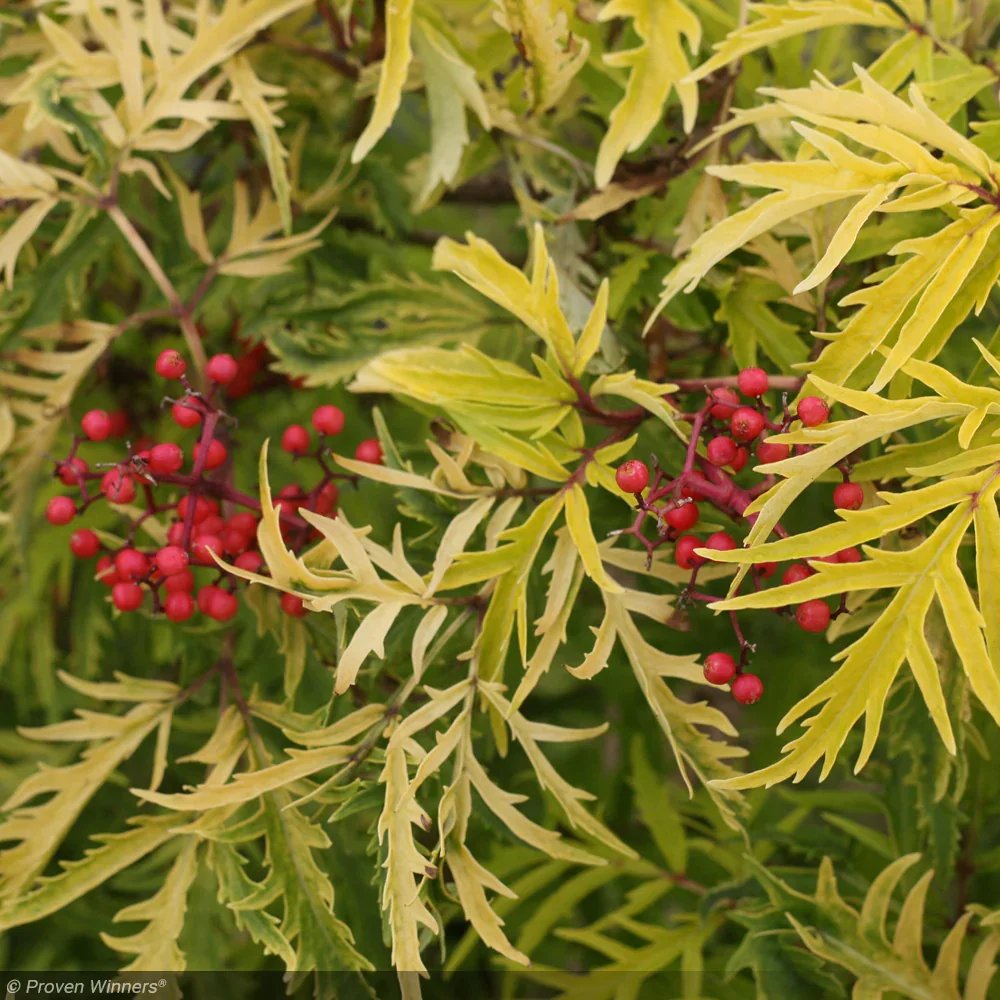 Lemony Lace Elderberry - 3 Gallon Container