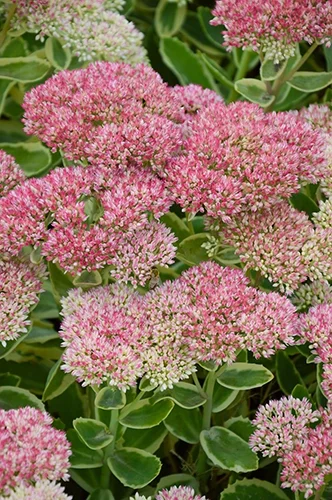 sedum-autumn-charm-332x500-66ffc21b89fee_l.webp