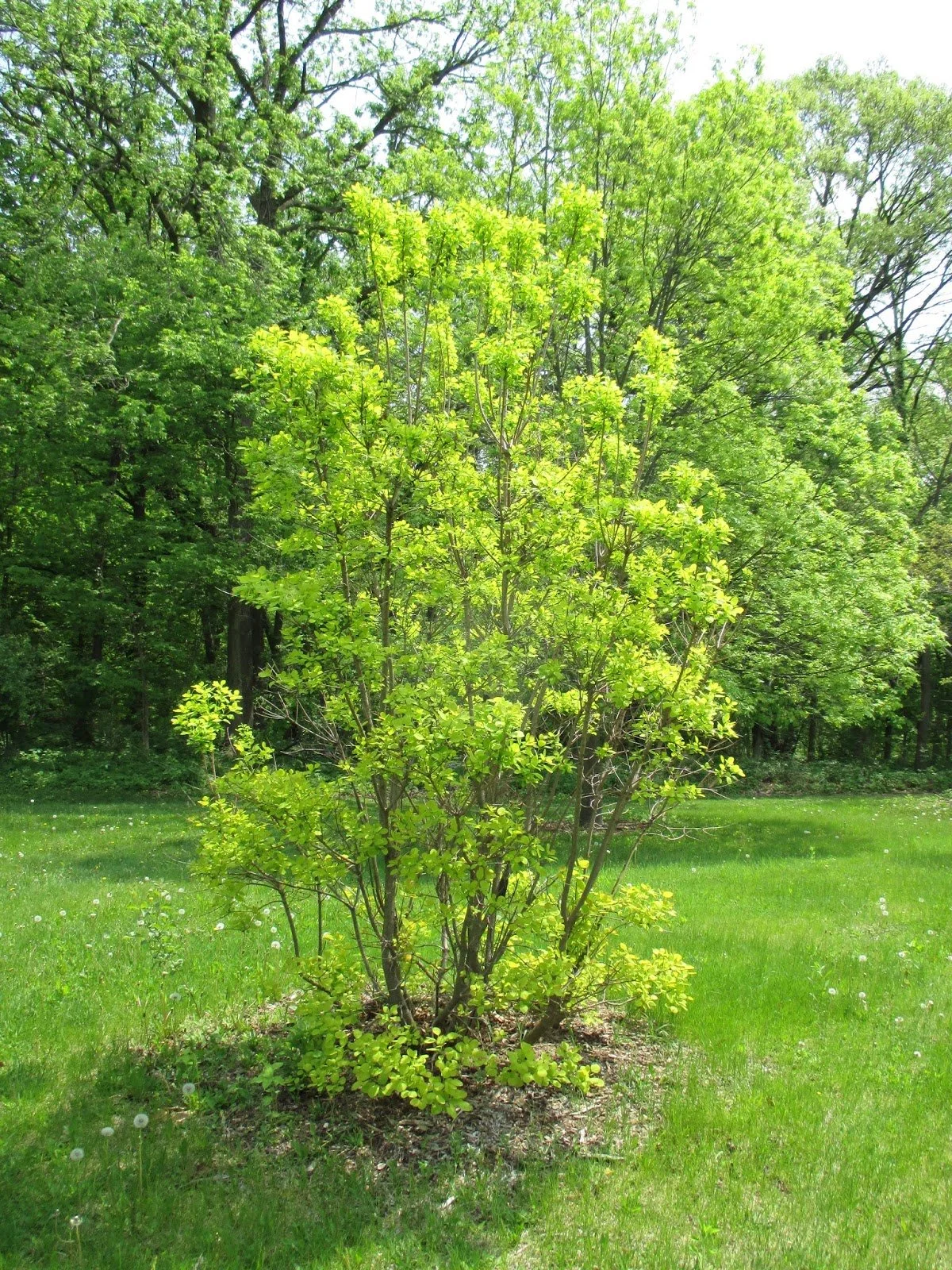 Cotinus coggygria 'Golden Spirit' LN (2015).jpeg