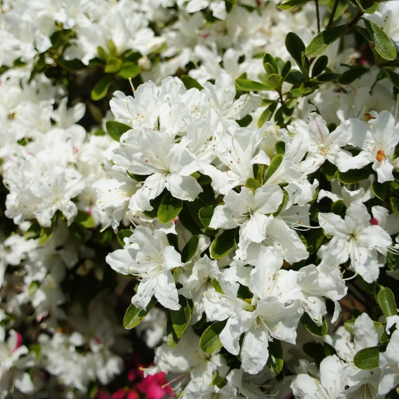 HH_Hume_Azalea_blooming__59138.jpg