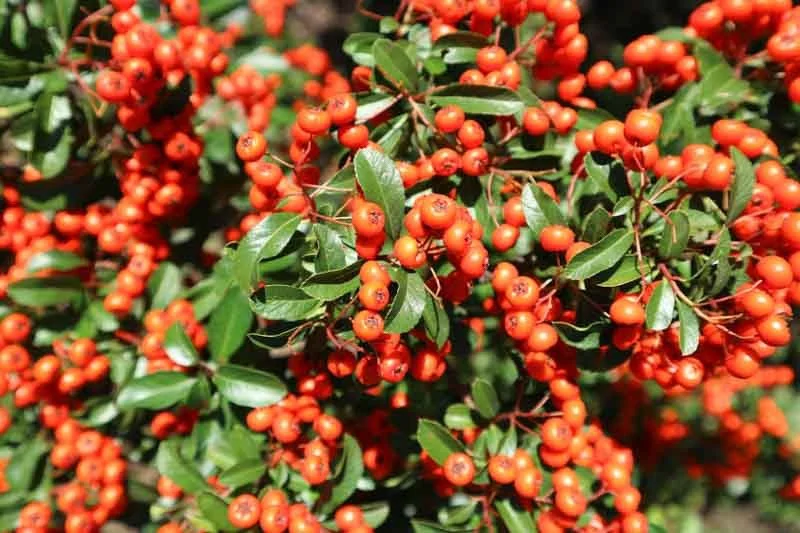 Pyracantha-coccinea-Lowboy.jpeg