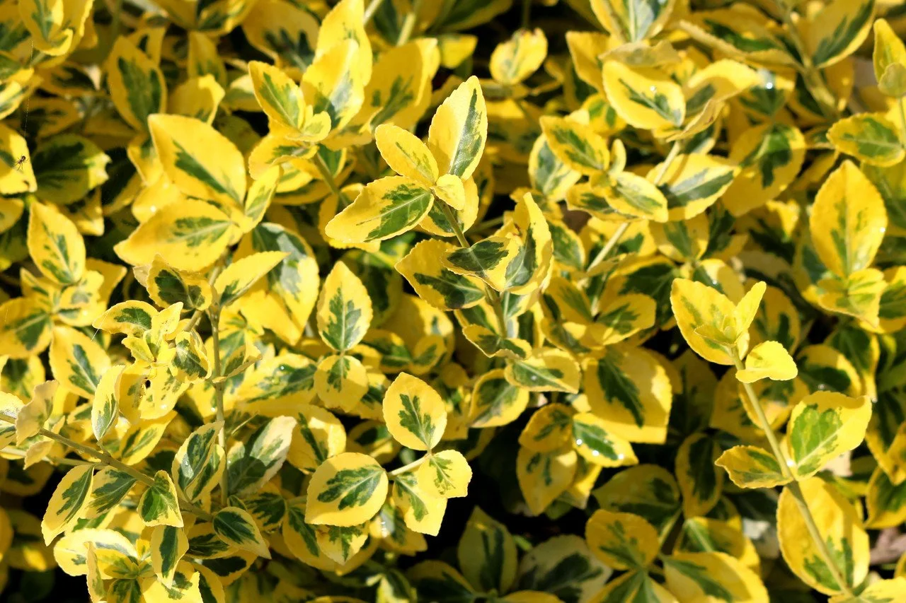 Golden_Euonymus_7__30873.jpg